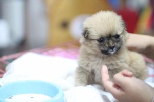 狗狗多大才可以打六联:小狗多大打狂犬疫苗-警犬训练器材厂家 _警犬训练用品_工作犬训练用品-南京开久警犬装备