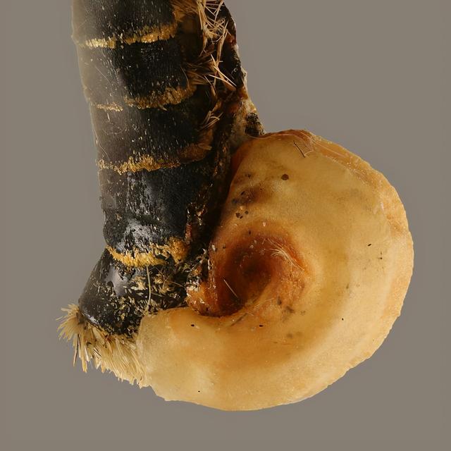 狗狗那东西怎么拔不出来(狗狗的那东西卡在里面拔不出来了) - 警犬训练器材厂家 _警犬训练用品_工作犬训练用品-南京开久警犬装备-警犬训练器材厂家 _警犬训练用品_工作犬训练用品-南京开久警犬装备