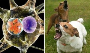 猫感染狂犬病症状(猫感染狂犬病的症状的 *** )-警犬训练器材厂家 _警犬训练用品_工作犬训练用品-南京开久警犬装备