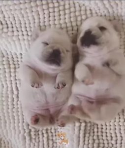 超萌小狗(超萌小狗狗怎么捏)-警犬训练器材厂家 _警犬训练用品_工作犬训练用品-南京开久警犬装备