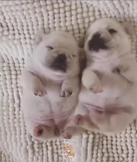 超萌小狗(超萌小狗狗怎么捏) - 警犬训练器材厂家 _警犬训练用品_工作犬训练用品-南京开久警犬装备-警犬训练器材厂家 _警犬训练用品_工作犬训练用品-南京开久警犬装备