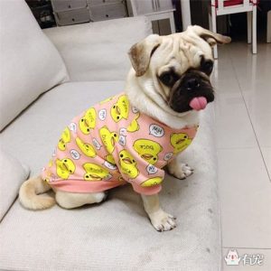 八哥犬多少钱-警犬训练器材厂家 _警犬训练用品_工作犬训练用品-南京开久警犬装备