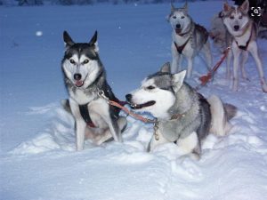 世界十大警犬(世界优秀警犬十大排名)-警犬训练器材厂家 _警犬训练用品_工作犬训练用品-南京开久警犬装备