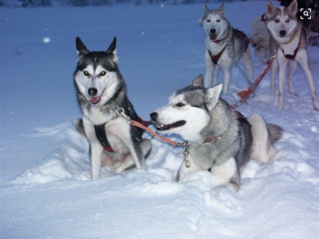 世界十大警犬(世界优秀警犬十大排名) - 警犬训练器材厂家 _警犬训练用品_工作犬训练用品-南京开久警犬装备-警犬训练器材厂家 _警犬训练用品_工作犬训练用品-南京开久警犬装备