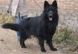 黑熊犬是土狗吗-警犬训练器材厂家 _警犬训练用品_工作犬训练用品-南京开久警犬装备