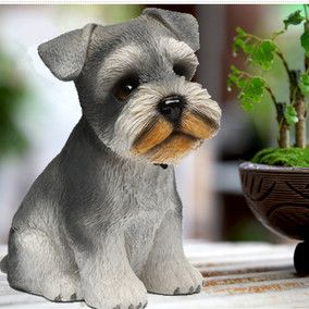 雪纳瑞狗(雪纳瑞狗狗一般多少钱一只)-警犬训练器材厂家 _警犬训练用品_工作犬训练用品-南京开久警犬装备