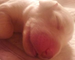 小狗胎记(小狗有胎记吗)-警犬训练器材厂家 _警犬训练用品_工作犬训练用品-南京开久警犬装备