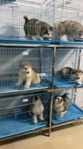 郑州去哪买狗靠谱-警犬训练器材厂家 _警犬训练用品_工作犬训练用品-南京开久警犬装备