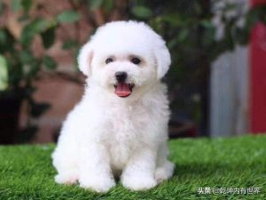 不掉毛的狗狗有哪些？啥狗不掉毛最好养-警犬训练器材厂家 _警犬训练用品_工作犬训练用品-南京开久警犬装备