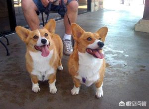 柯基犬怎么训练？柯基犬怎么训听话-警犬训练器材厂家 _警犬训练用品_工作犬训练用品-南京开久警犬装备