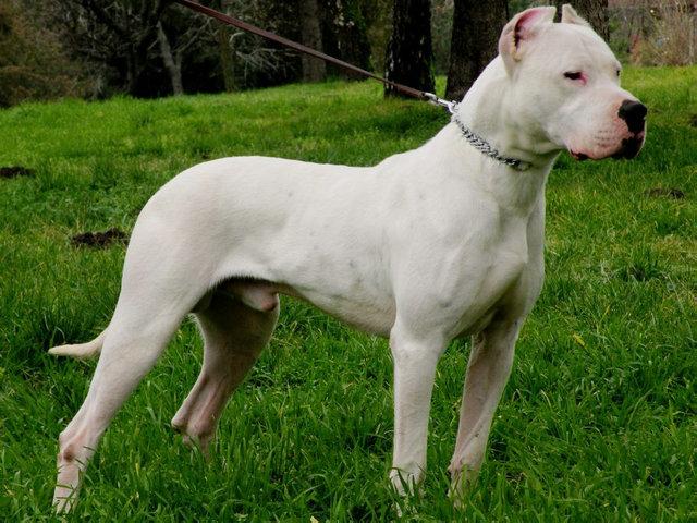 中国十大犬种(中国十大犬种之昆明犬) - 警犬训练器材厂家 _警犬训练用品_工作犬训练用品-南京开久警犬装备-警犬训练器材厂家 _警犬训练用品_工作犬训练用品-南京开久警犬装备