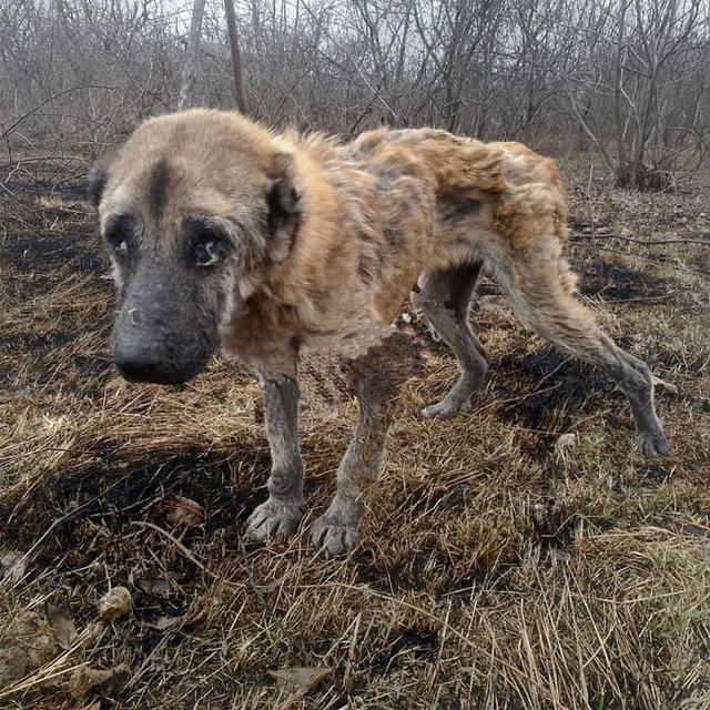 狗子宫脱落怎么推回去？狗子宫脱落怎么推回去多少钱 - 警犬训练器材厂家 _警犬训练用品_工作犬训练用品-南京开久警犬装备-警犬训练器材厂家 _警犬训练用品_工作犬训练用品-南京开久警犬装备
