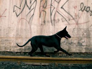 中国有几种狼犬(中国有多少种狼犬)-警犬训练器材厂家 _警犬训练用品_工作犬训练用品-南京开久警犬装备