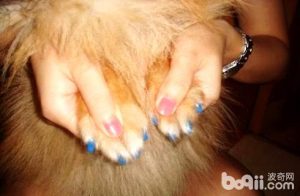 狗罩是干什么用的-警犬训练器材厂家 _警犬训练用品_工作犬训练用品-南京开久警犬装备