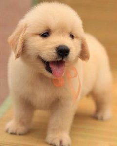 金毛犬论坛(金毛犬和拉布拉多犬哪个好)-警犬训练器材厂家 _警犬训练用品_工作犬训练用品-南京开久警犬装备