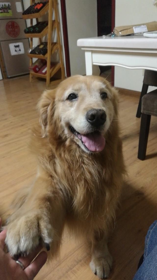 狗的蛋蛋比人还大萌宠 - 警犬训练器材厂家 _警犬训练用品_工作犬训练用品-南京开久警犬装备-警犬训练器材厂家 _警犬训练用品_工作犬训练用品-南京开久警犬装备