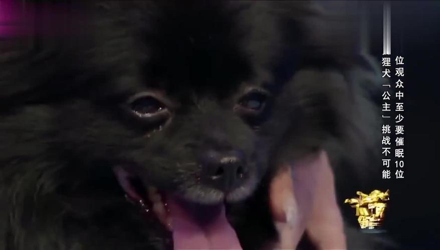 催眠狗真的吗？心理治疗的催眠是真的吗 - 警犬训练器材厂家 _警犬训练用品_工作犬训练用品-南京开久警犬装备-警犬训练器材厂家 _警犬训练用品_工作犬训练用品-南京开久警犬装备