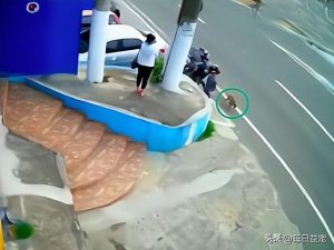 狗怀孕怎么摸肚子里的宝宝-警犬训练器材厂家 _警犬训练用品_工作犬训练用品-南京开久警犬装备