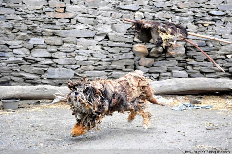 纯种藏獚犬(纯种藏獚颜色) - 警犬训练器材厂家 _警犬训练用品_工作犬训练用品-南京开久警犬装备-警犬训练器材厂家 _警犬训练用品_工作犬训练用品-南京开久警犬装备