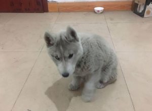 *** 商城宠物狗( *** 上的宠物狗怎么才10元是真的吗)-警犬训练器材厂家 _警犬训练用品_工作犬训练用品-南京开久警犬装备