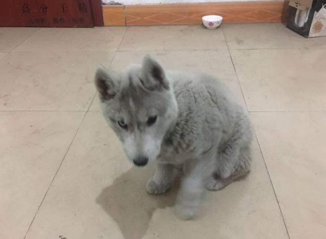 *** 商城宠物狗( *** 上的宠物狗怎么才10元是真的吗) - 警犬训练器材厂家 _警犬训练用品_工作犬训练用品-南京开久警犬装备-警犬训练器材厂家 _警犬训练用品_工作犬训练用品-南京开久警犬装备