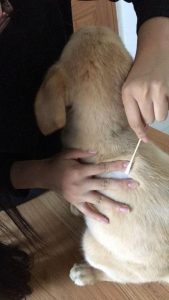 犬瘟后期临死前什么症状(狗狗犬瘟后期症状)-警犬训练器材厂家 _警犬训练用品_工作犬训练用品-南京开久警犬装备