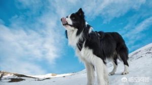 喜乐蒂属于什么犬(喜乐蒂体型和什么犬一样)-警犬训练器材厂家 _警犬训练用品_工作犬训练用品-南京开久警犬装备