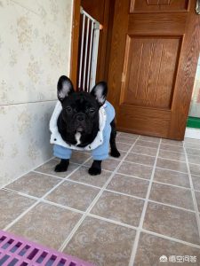 法牛犬好养吗？法牛犬好养吗怎么训练-警犬训练器材厂家 _警犬训练用品_工作犬训练用品-南京开久警犬装备