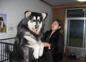 阿拉斯加犬跟哈士奇  阿拉斯加雪橇犬-警犬训练器材厂家 _警犬训练用品_工作犬训练用品-南京开久警犬装备