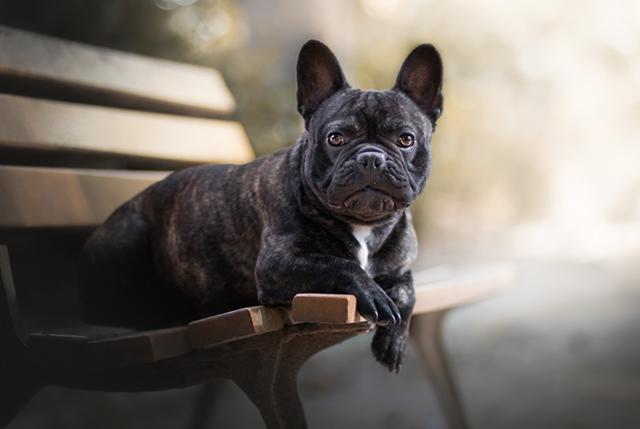法国斗牛狗(法国斗牛狗的的优点) - 警犬训练器材厂家 _警犬训练用品_工作犬训练用品-南京开久警犬装备-警犬训练器材厂家 _警犬训练用品_工作犬训练用品-南京开久警犬装备