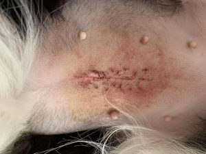 母狗绝育什么时候做最好萌宠？狗狗什么时候绝育最好-警犬训练器材厂家 _警犬训练用品_工作犬训练用品-南京开久警犬装备