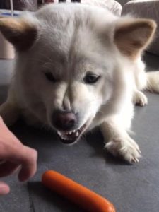 狗护食该怎么办(狗的嘴巴肿了该怎么办)-警犬训练器材厂家 _警犬训练用品_工作犬训练用品-南京开久警犬装备