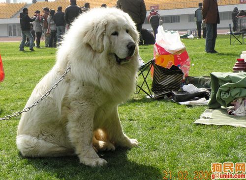 蒙古牧羊犬藏獒萌宠，蒙古牧羊犬和藏獒哪个厉害 - 警犬训练器材厂家 _警犬训练用品_工作犬训练用品-南京开久警犬装备-警犬训练器材厂家 _警犬训练用品_工作犬训练用品-南京开久警犬装备