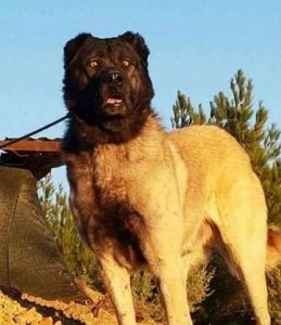 中国猛犬品种(大型猛犬品种大全)-警犬训练器材厂家 _警犬训练用品_工作犬训练用品-南京开久警犬装备