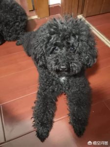 狗来月经怎么办？狗的月经期是几天-警犬训练器材厂家 _警犬训练用品_工作犬训练用品-南京开久警犬装备