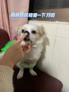 狗狗得结石怎么办(小狗结石怎么办)-警犬训练器材厂家 _警犬训练用品_工作犬训练用品-南京开久警犬装备