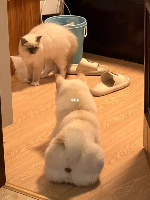 猫跟狗第一次见面怎么处理( *** 猫狗第一次见面) - 警犬训练器材厂家 _警犬训练用品_工作犬训练用品-南京开久警犬装备-警犬训练器材厂家 _警犬训练用品_工作犬训练用品-南京开久警犬装备