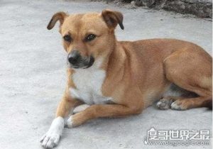 黄狗的霸气名字(给公黄狗取个霸气的名字)-警犬训练器材厂家 _警犬训练用品_工作犬训练用品-南京开久警犬装备