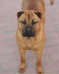 骨肉嘴沙皮狗  骨嘴沙皮狗能长多大-警犬训练器材厂家 _警犬训练用品_工作犬训练用品-南京开久警犬装备