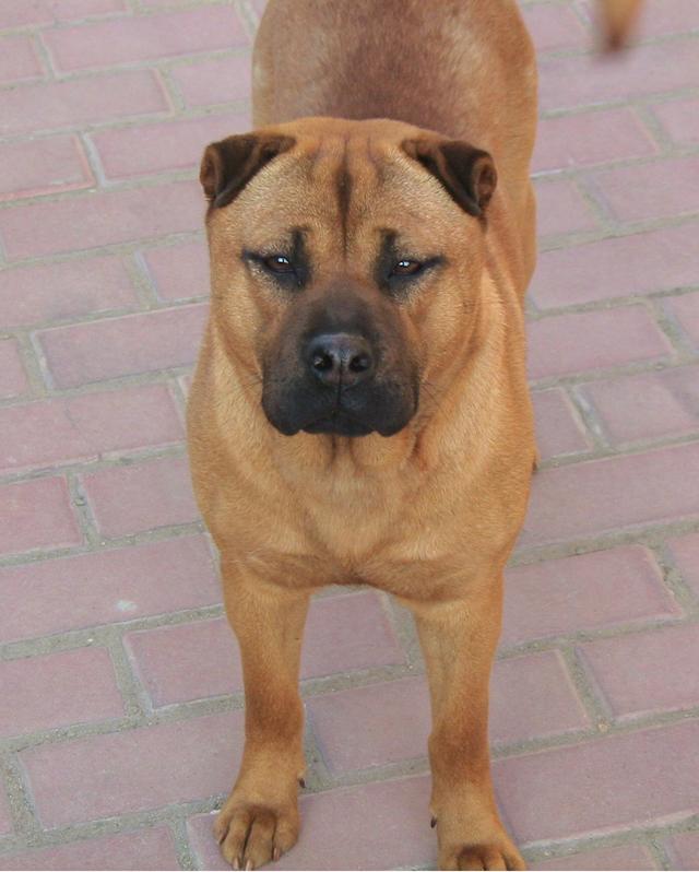 骨肉嘴沙皮狗 骨嘴沙皮狗能长多大 - 警犬训练器材厂家 _警犬训练用品_工作犬训练用品-南京开久警犬装备-警犬训练器材厂家 _警犬训练用品_工作犬训练用品-南京开久警犬装备