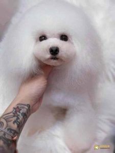 贵宾犬疫苗针萌宠-警犬训练器材厂家 _警犬训练用品_工作犬训练用品-南京开久警犬装备