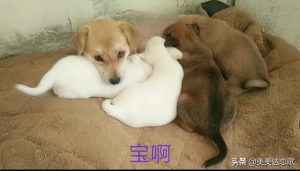 大黑狗的东西又大又长 *** (大黑狗的东西又大又长 *** 仙踪林)-警犬训练器材厂家 _警犬训练用品_工作犬训练用品-南京开久警犬装备