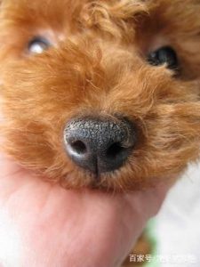 狗发鼻子干(狗鼻子干怎么回事)-警犬训练器材厂家 _警犬训练用品_工作犬训练用品-南京开久警犬装备