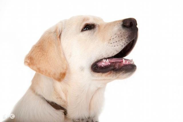 拉布拉多寻回犬(纯种拉布拉多犬 *** ) - 警犬训练器材厂家 _警犬训练用品_工作犬训练用品-南京开久警犬装备-警犬训练器材厂家 _警犬训练用品_工作犬训练用品-南京开久警犬装备