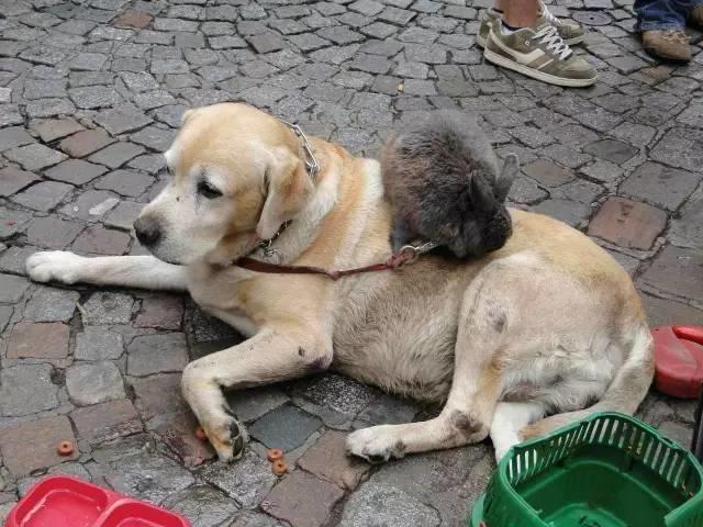 狗吃小孩(狗吃小孩阿莫西林剂量) - 警犬训练器材厂家 _警犬训练用品_工作犬训练用品-南京开久警犬装备-警犬训练器材厂家 _警犬训练用品_工作犬训练用品-南京开久警犬装备