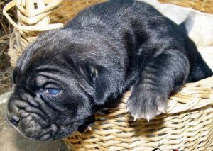 意大利纽波利顿犬多少钱一只(意大利猛犬纽波利顿)-警犬训练器材厂家 _警犬训练用品_工作犬训练用品-南京开久警犬装备