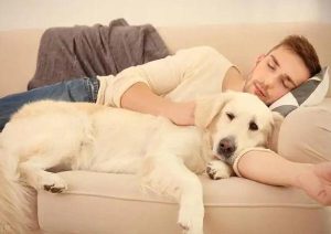 流浪狗狗，流浪狗狗救助站-警犬训练器材厂家 _警犬训练用品_工作犬训练用品-南京开久警犬装备