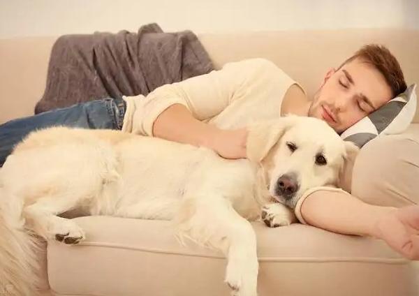 流浪狗狗，流浪狗狗救助站 - 警犬训练器材厂家 _警犬训练用品_工作犬训练用品-南京开久警犬装备-警犬训练器材厂家 _警犬训练用品_工作犬训练用品-南京开久警犬装备