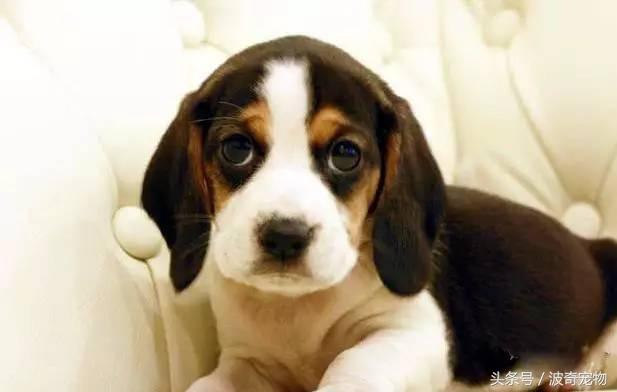 适合陪孩子的小型犬(适合有孩子家庭养的小型犬) - 警犬训练器材厂家 _警犬训练用品_工作犬训练用品-南京开久警犬装备-警犬训练器材厂家 _警犬训练用品_工作犬训练用品-南京开久警犬装备