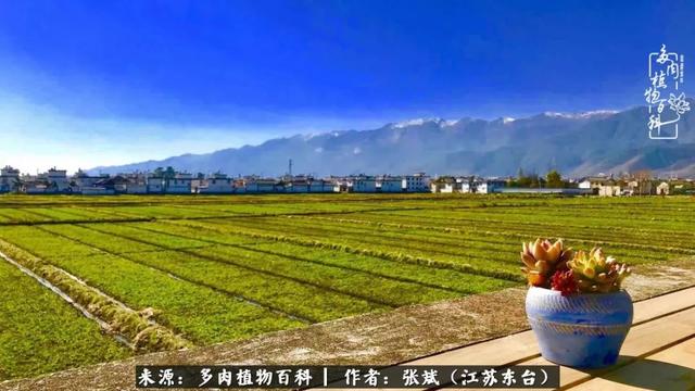 森巴狗粮怎么样？么么兽狗粮怎么样 - 警犬训练器材厂家 _警犬训练用品_工作犬训练用品-南京开久警犬装备-警犬训练器材厂家 _警犬训练用品_工作犬训练用品-南京开久警犬装备